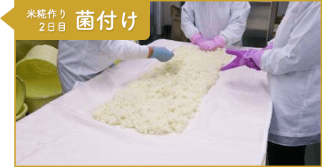 工程3：米糀作り2日目 菌付け