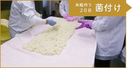 工程6：米糀作り2日目 菌付け