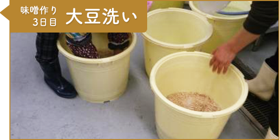 工程5：味噌作り3日目 大豆洗い